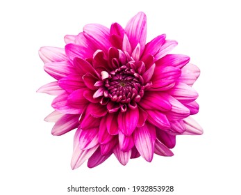 Pink chrysanthemum flower isolated on white background. Chrysanthemum is the 2nd most traded flower in the world, native to Japan and China.
