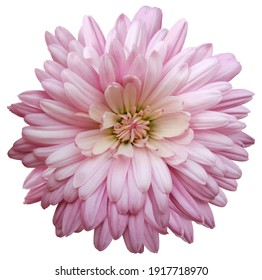 pink  chrysanthemum.  Flower on a white isolated background with clipping path.  For design.  Closeup.  Nature.