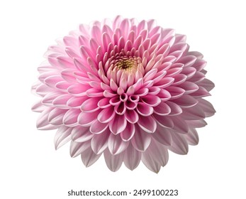 pink chrysanthemum flower on white background - Powered by Shutterstock