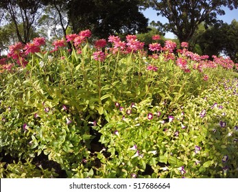 Pink Chrysanthemum Flower Shot With 