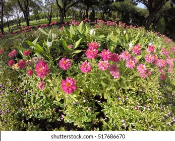 Pink Chrysanthemum Flower Shot With 