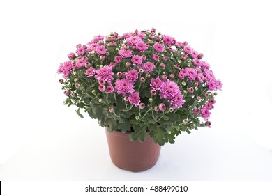 Pink Chrysanthemum Potted On White Background.