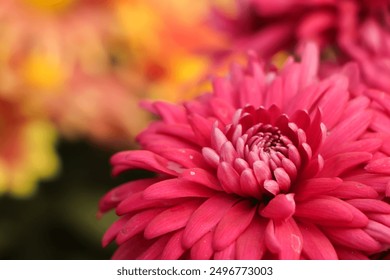 Pink Chrysanthemums in the autumn garden .Background of many small pink flowers of Chrysanthemum. Beautiful autumn flower background. Chrysanthemums Flowers blooming in - Powered by Shutterstock