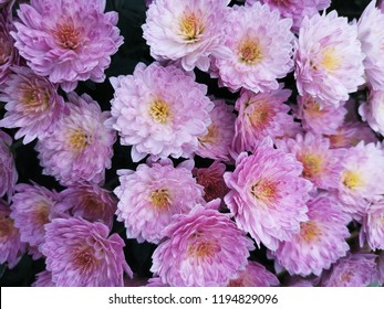 Pink chrysanthemums in garden (background)