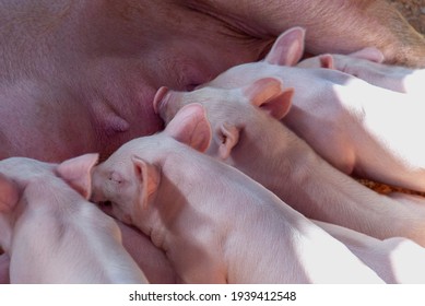 Bebe Cochon Photos Et Images De Stock Shutterstock Bebe Cochon Photos Et Images De Stock Shutterstock