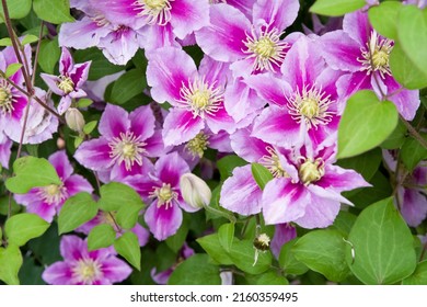Pink clematis flowers are in bloom in the park.
					The name of this clematis is Piilu.
					Scientific name is Clematis.