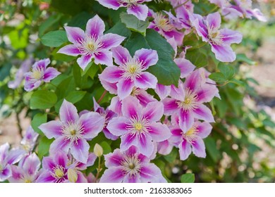 Pink clematis flowers are in bloom in the park.
The name of this clematis is Piilu.
Scientific name is Clematis. - Shutterstock ID 2163383065