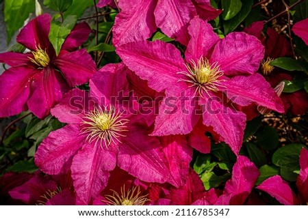 Pink Clematis flowers in garden. Beautiful Purple magenta flowering Clematis Passion blooms background. Large clematis flower with yellow finger stamens in sunny day