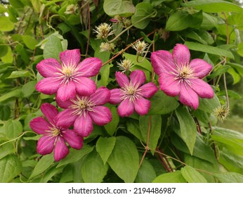   Pink clematis flowers in garden as floriculture colection                            