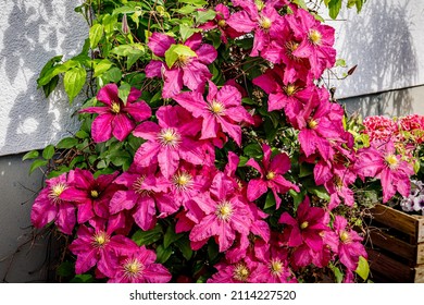 Pink Clematis flowers near house wall. Beautiful Purple flowering Clematis Passion blooms background. Large clematis flower with yellow finger stamens in sunny day