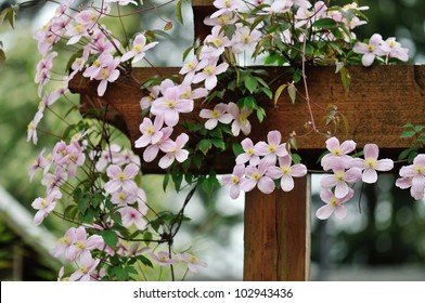 Pink Clematis Montana Rubens Climbing On Garden Gate