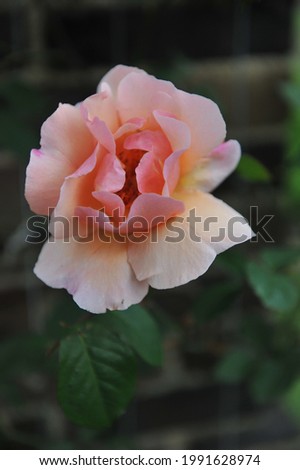 Pink climbing Hybrid Tea rose (Rosa) Meg blooms in a garden in May