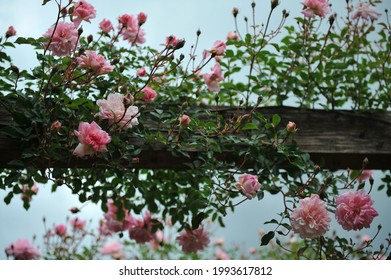 Pink climbing Hybrid Wichurana rose (Rosa) Francois Juranville blooms on a wooden pergola in a garden in May
