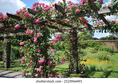 Pink climbing Noisette rose (Rosa) Chaplin's Pink Climber blooms on a wooden pergola in a garden in June