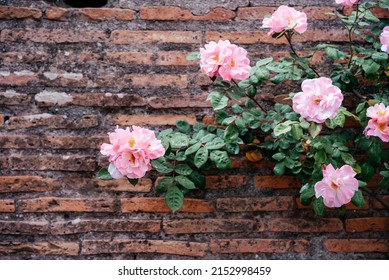 Pink Climbing Rose Vine On Orange Brick Wall