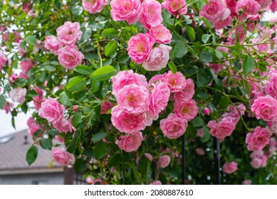 Pink Climbing Roses In The Garden