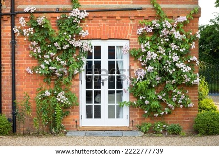 Pink climbing roses growing on a wall around French doors. Exterior of old English country house, UK