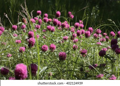 Pink clover flowers background / clover flowers  growing in the meadow