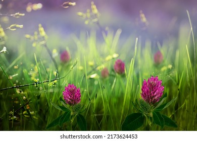 Pink Clover Flowers In Green Grass. Spring Bright, Sunny, Meadow Background. Nature.