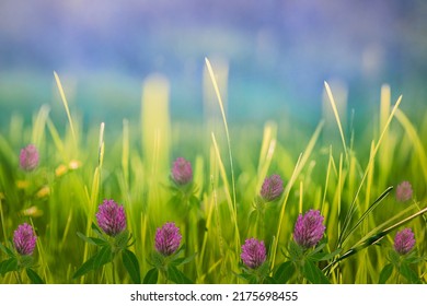 Pink Clover Flowers In Green Grass. Spring Bright, Sunny, Meadow Background. Nature.