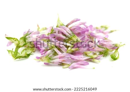 Pink clover petals isolated on a white background