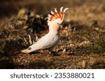 The pink cockatoo, also known as Major Mitchell