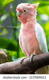 Pink Cockatoo On A Branch In Australia