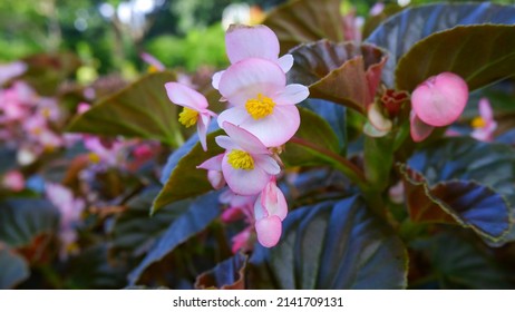 Pink color of Begonia grandis, the hardy begonia growth in Jagakarsa, Jakarta Selatan
 - Shutterstock ID 2141709131