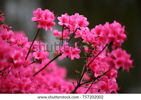 Pink color blooming azalea flowers (selective focus)