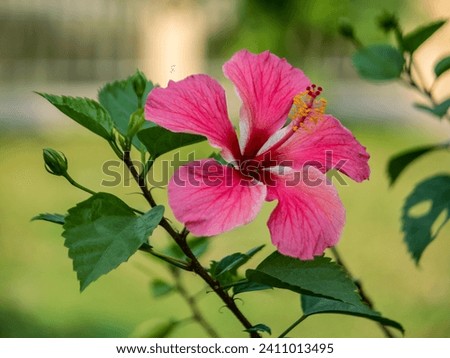 Pink Color China Rose Hibiscus Nice Flower