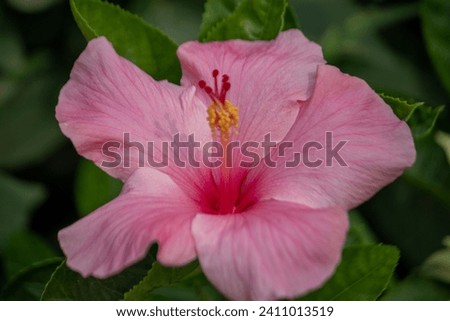 Pink Color China Rose Hibiscus Nice Flower