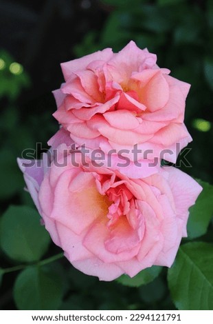 Pink color Large Flowered Climber Rose Aloha flowers in a garden in July 2022