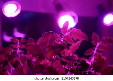 Pink Color LED Grow Light Rays On Tomato Little Sprouts Young Plant. Full Spectrum Growing Lamp With Ultraviolet UV LED Plant Lights For Cultivation And Harvesting Eco Vegetables. 