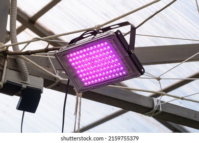 Pink Color LED Grow Light Rays In A Greenhouse. Close Up 