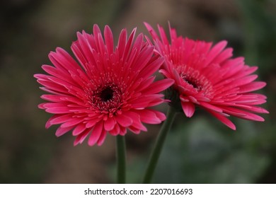 Pink Colored Gerbera Flower Farm For Harvest