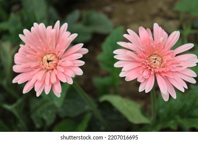 Pink Colored Gerbera Flower Farm For Harvest