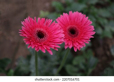 Pink Colored Gerbera Flower Farm For Harvest