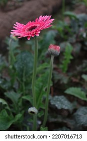 Pink Colored Gerbera Flower Farm For Harvest