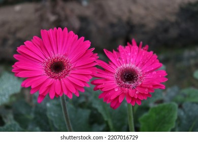 Pink Colored Gerbera Flower Farm For Harvest