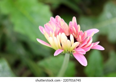 Pink Colored Gerbera Flower Farm For Harvest