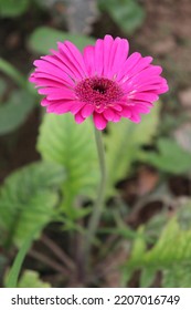 Pink Colored Gerbera Flower Farm For Harvest