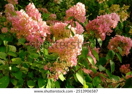 The Pink Colored Pee Gee Hydrangea Blooming in the Autumn Park