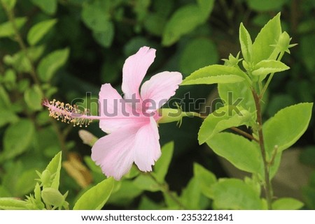 pink colored shoeblackplant flower on garden for harvest are cash crops