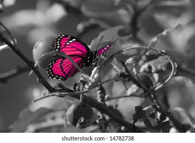 Pink Colorized Butterfly On Black & White Background.