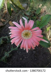 Pink coloured barberton daisy plants flower.flower may used for pots ,bookay.pink coloured petals with light green and white colour core