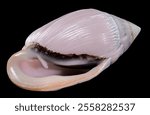 Pink Conch Shell Olivancillaria orbignyi