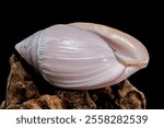 Pink Conch Shell Olivancillaria orbignyi on Driftwood