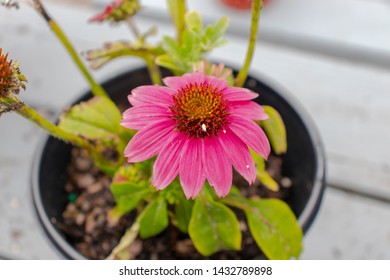 A Pink coneflower in a pot.