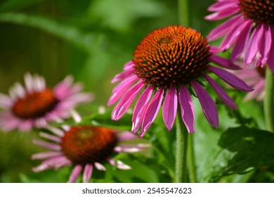 Pink Coneflowers Blooming in Natural Garden - Powered by Shutterstock