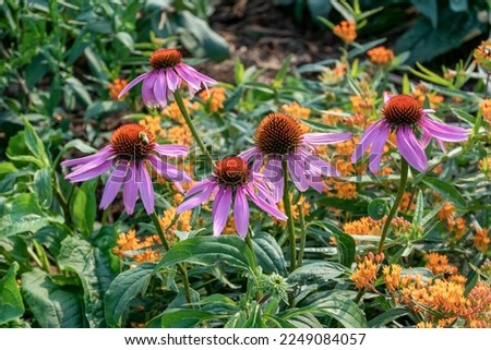 Pink coneflowers growing in the Native Plant Garden